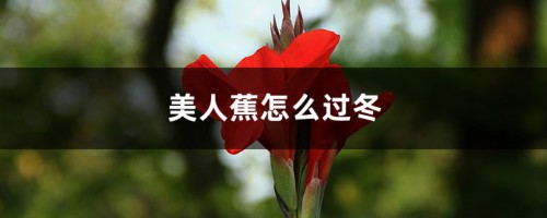 美人蕉怎么过冬